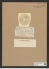 Actinoptychus raeanus Castr. (de-Toni-Nr.: Genus 227, Species 5541) Zeichnungen Sammlung Grunow Nr. 9575 (NHMW-BOT-W0379386)